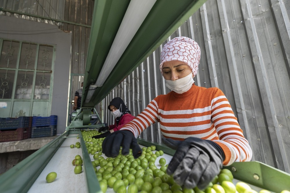 Mersin Büyükşehir Belediyesi’nden erik üreticisine makine desteği 