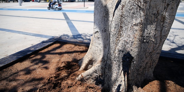Mersin sahilinin simge ağacına matkapla zarar verildi! Yabancı madde enjekte etmişler