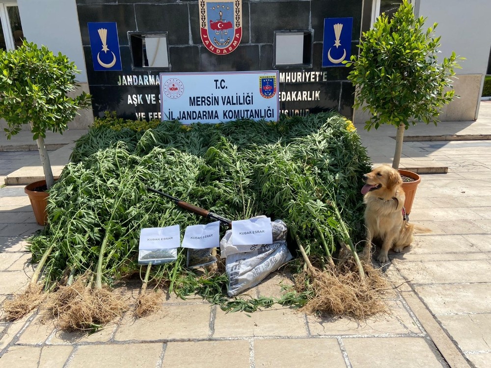 Mersin’de 1 kilo 500 gram esrar ile 242 kök kenevir ele geçirildi 