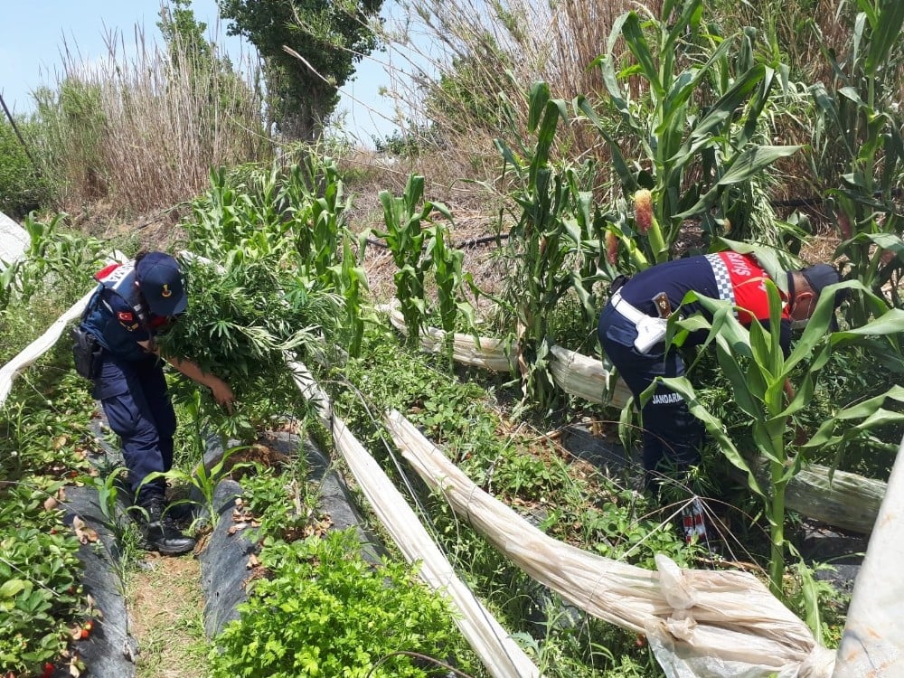 Mersin’de 11 bin 115 kök kenevir bitkisi ele geçirildi 
