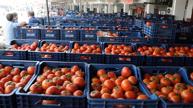 Mersin'de 50 kuruşa domates