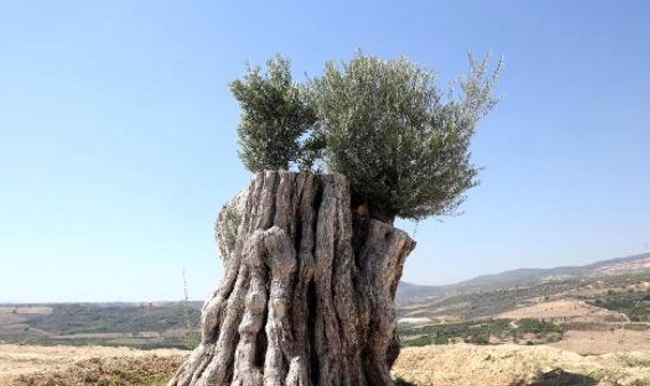 Mersin'de 800 yıllık zeytin ağacı meyve verdi