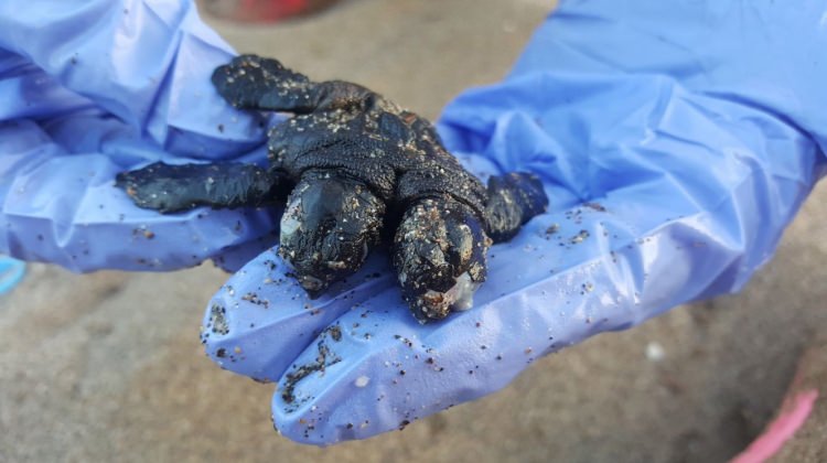 Mersin'de buldular! Görenleri şaşkına çevirdi