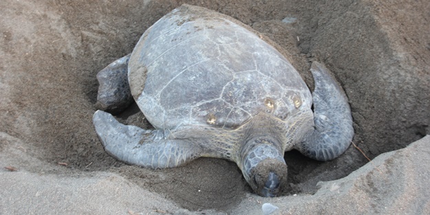 Mersin'de carettaların geldiği kumsala uyarı levhaları asıldı