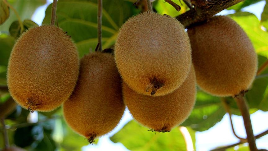 Mersin'de çiftçiyi kivi hasadı memnun etti