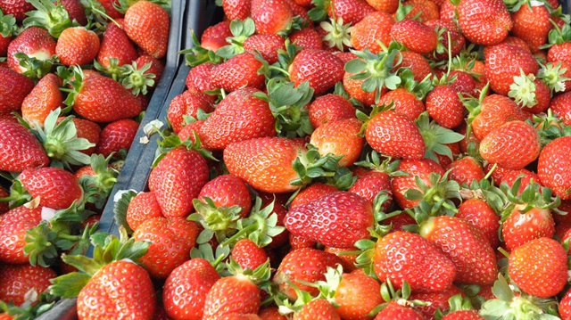 Mersin'de çilek hasadı başladı