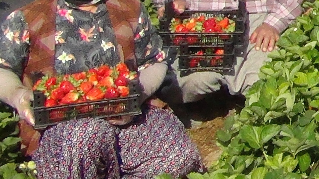 Mersin'de çilekte ihracat başladı