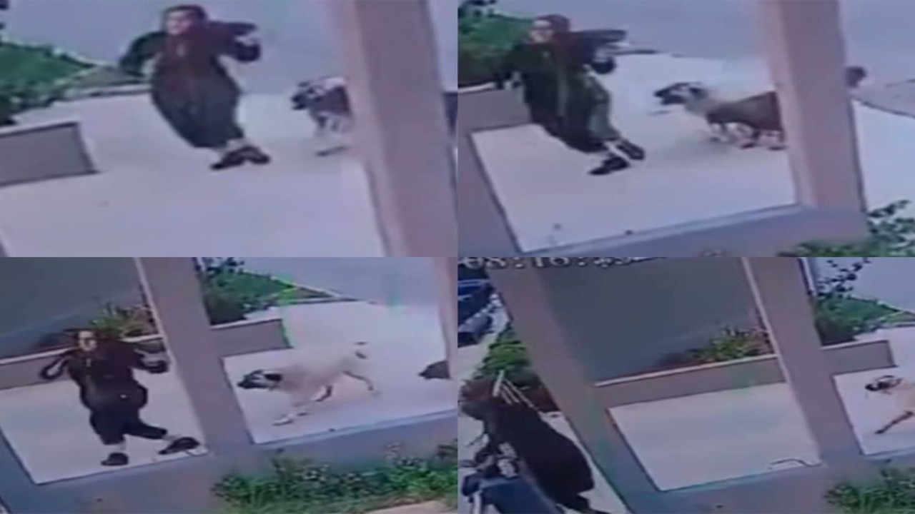 Mersin’de dehşet anları kamerada! Sokak köpekleri kadını böyle kovaladı