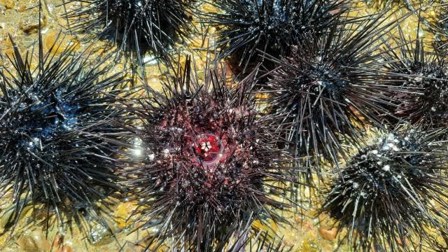 Mersin’de denizden 37 zehirli deniz kestanesi