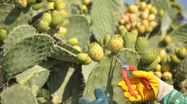 Mersin'de dikenli incir hasadı başladı