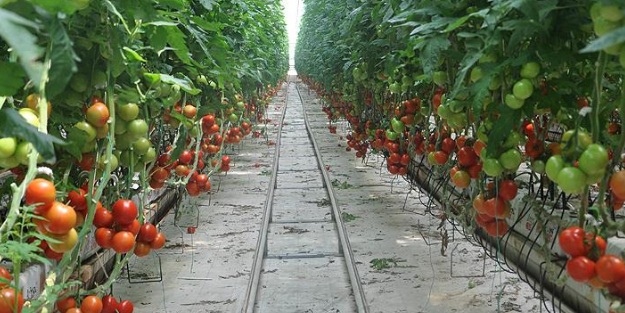 Mersin'de domates üreticide 80 kuruşa düştü!