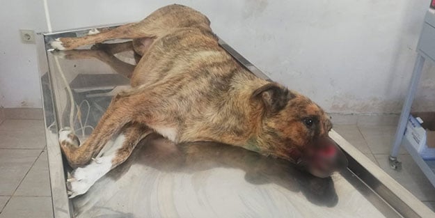 Mersin'de domuz saldırısına uğrayan köpek perişan oldu!