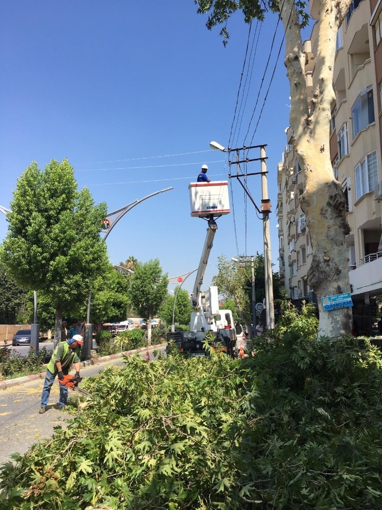 Mersin’de elektrik kesintisine karşı ağaçlar budanıyor 