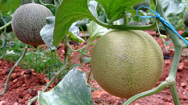 Mersin'de erkenci kavunun hasadı başladı