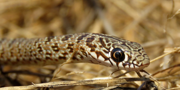 Mersin'de eve giren boz yılanı itfaiye çıkardı