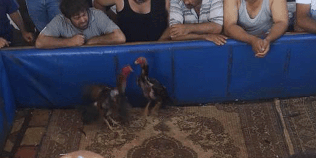 Mersin'de horoz dövüşü yaptıranlara büyük ceza