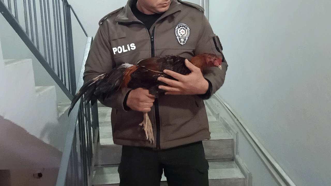 Mersin'de horoz dövüşüne büyük ceza! 128 kişiye 1.2 milyon TL yaptırım