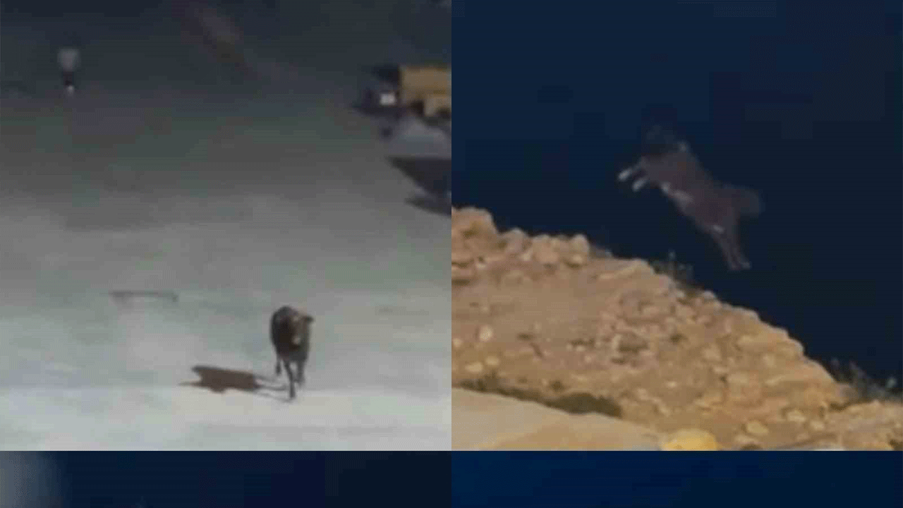 Mersin'de inanılmaz anlar! Kaçan angus denize balıklama atladı!