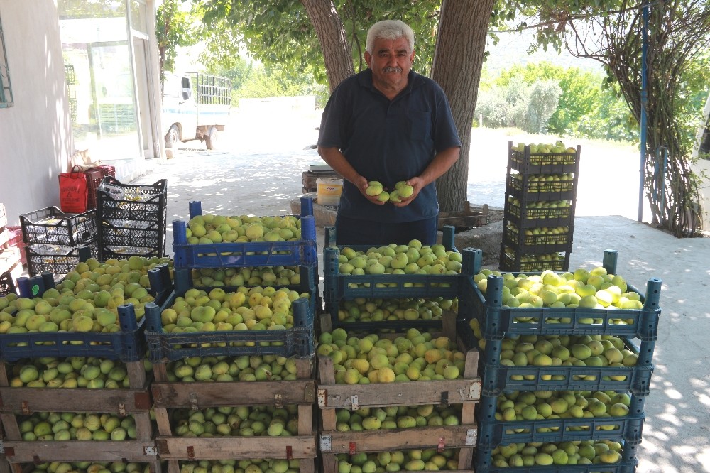 Mersin’de incir altın yılını yaşıyor 