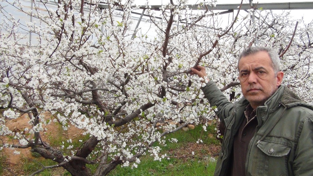 Mersin’de kar yağdı erik ağaçları çiçek açtı 