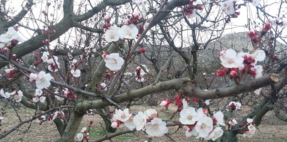 Mersin’de kayısı ağaçları çiçek açtı 