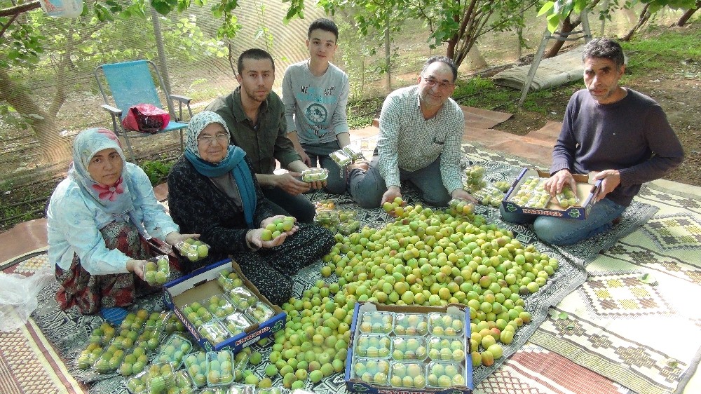 Mersin’de kayısı hasadı başladı 