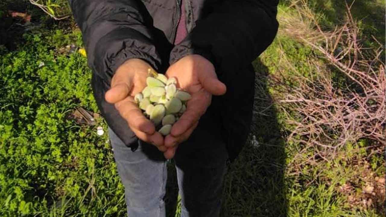 Mersin’de kış ortasında bahar mucizesi!