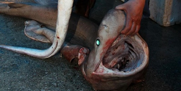 Mersin'de yakalandı