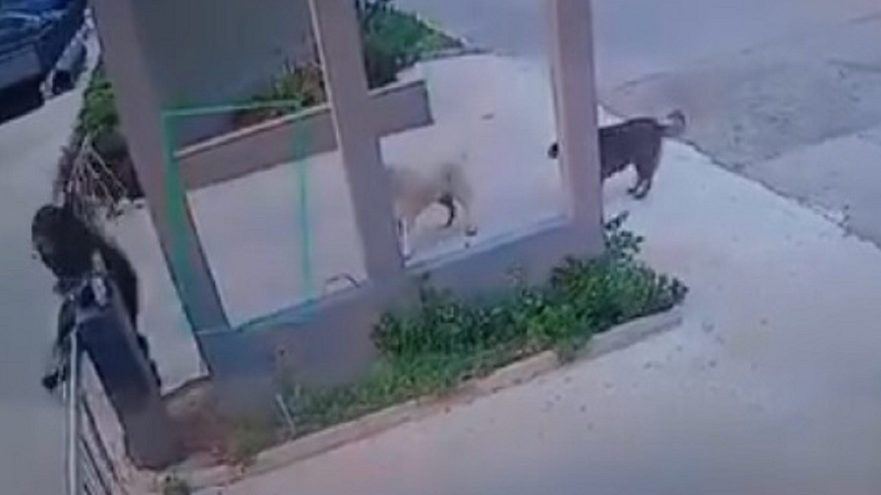 Mersin’de köpek dehşeti! Köpekten kaçarken bariyere çarptı