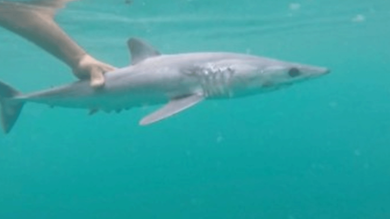 Mersin'de köpekbalığını eliyle yüzdürdü!