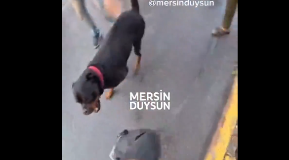 Mersin’de korkutan saldırı! Rottweiler kuryeyi hedef aldı
