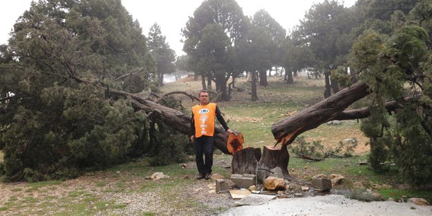 Mersin'de koruma altındaki yüzlerce ağaç kesildi