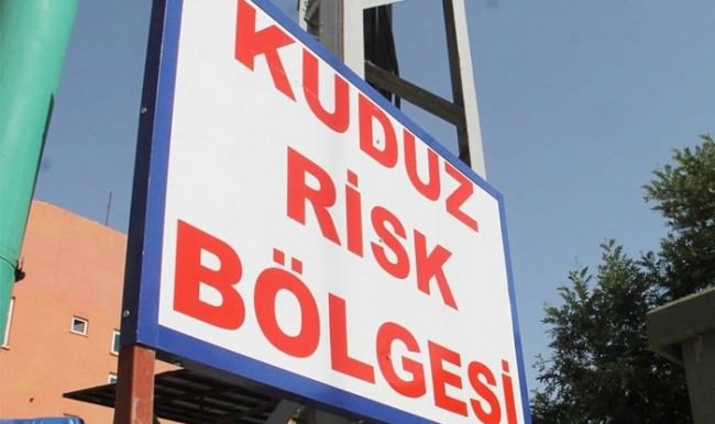 Mersin'de kuduz alarmı