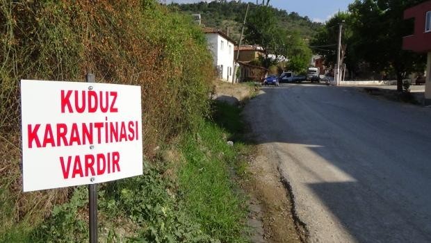 Mersin'de kuduz alarmı!