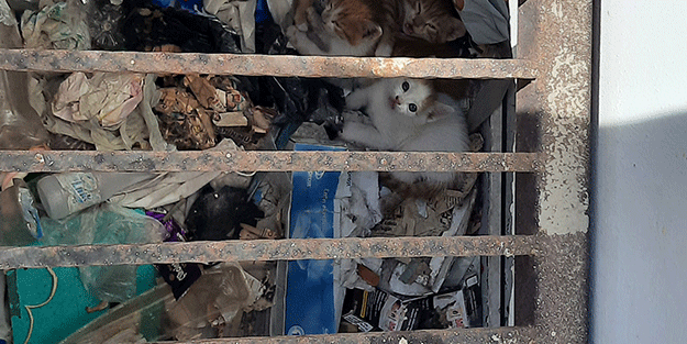 Mersin'de mazgaldaki 3 kedi yavrusu kurtarıldı