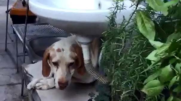 Mersin'de parmaklıklara sıkışan köpeği itfaiye ekibi kurtardı