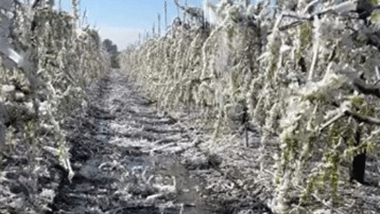 Mersin'de şeftali ağaçları buz tuttu!