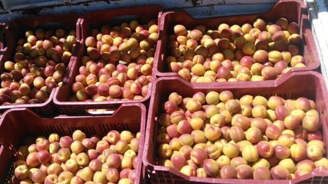 Mersin’de sofralık kayısı hasadı başladı
