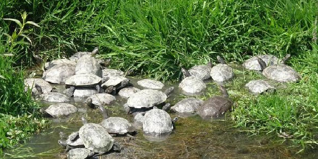 Mersin'de su kaplumbağaları güneşe çıktı