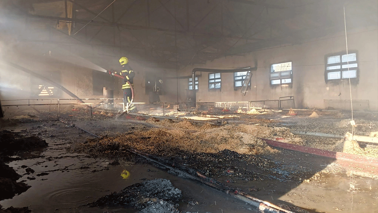 Mersin'deki tavuk çiftliğinde korkunç yangın! Binlerce civciv telef oldu