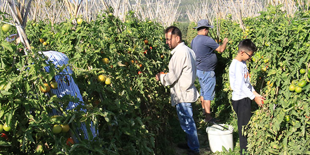 Mersin'de üretiliyor! Romanya, İspanya, Fransa ve İngiltere'den talep yağıyor