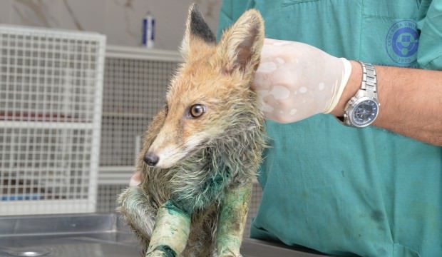 Mersin'de vurulmuş halde bulunan tilki tedavi altına alındı