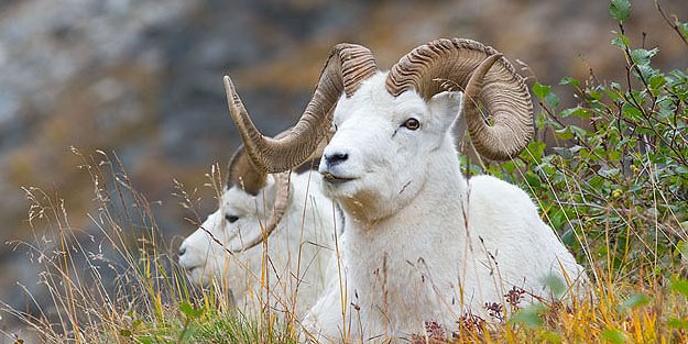 Mersin'de yamaçta mahsur kalan keçi kurtarıldı