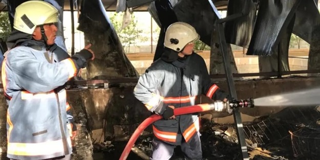 Mersin'de yangın faciası! Çok sayıda hayvan telef oldu