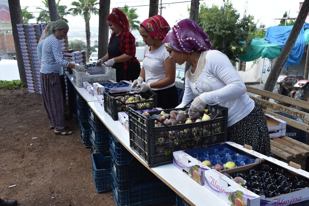 Mersin’de yılın ilk siyah incir hasadı Bağlarbaşı’nda başladı 