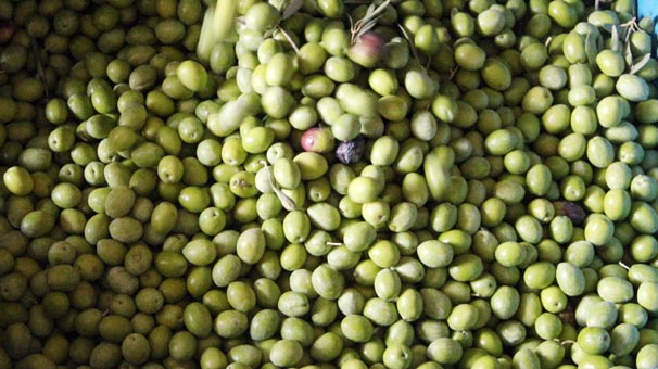 Mersin'de zeytin hasadı başladı