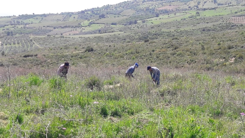 Mersin’in ağaçlandırma sahalarında bakım devam ediyor 