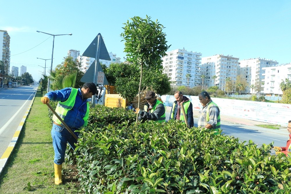 Mersin’in simgelerinden turunç ağaçları bakımdan geçiyor 