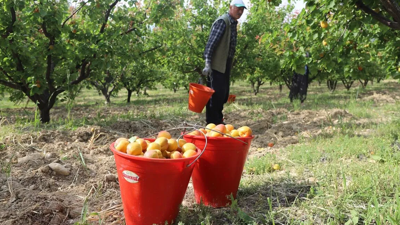 Mersin'in Tescilli Mut kayısısında hasat mesaisi başladı