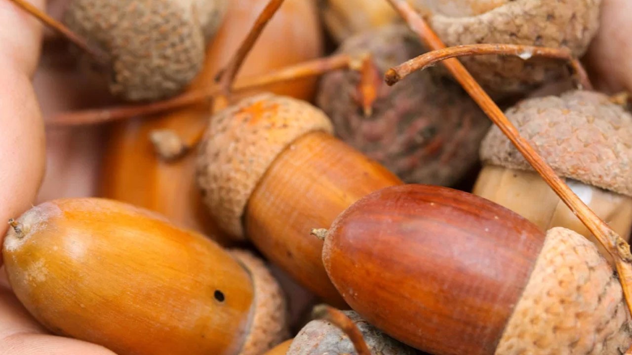 Meşe palamudu ile neler yapılır?